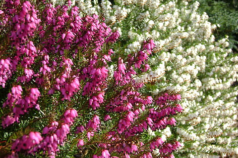 erica, flors, primavera, planta amb flors, flor, planta, creixement, color rosa, bellesa a la natura, fragilitat, vulnerabilitat, frescor, naturalesa, dia, primer pla, enfocament selectiu, arbre, cap gent, botànica, a l'aire lliure, centrar-se en primer pla, cap de flor, lila, porpra, Ram de flors, flor de cirerer, 2K, CC0, domini públic, lliure de regalies