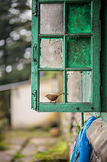 duidelijk, Glazen raam, groen, stalen frame, venster, vogel, montuur, glas, verf, vuil, tuin-, slot, bout, handvat, Open, dierlijke thema's, dier, dieren in het wild, één dier, dierenleven, dag, gewerveld, groene kleur, focus op de voorgrond, hout - materiaal, geen mensen, buitenshuis, ingebouwde structuur, architectuur, vogelvoeder, natuur, metaal, detailopname, turkoois gekleurd, dierenkop, 5K, CC0, publiek domein, royaltyvrij