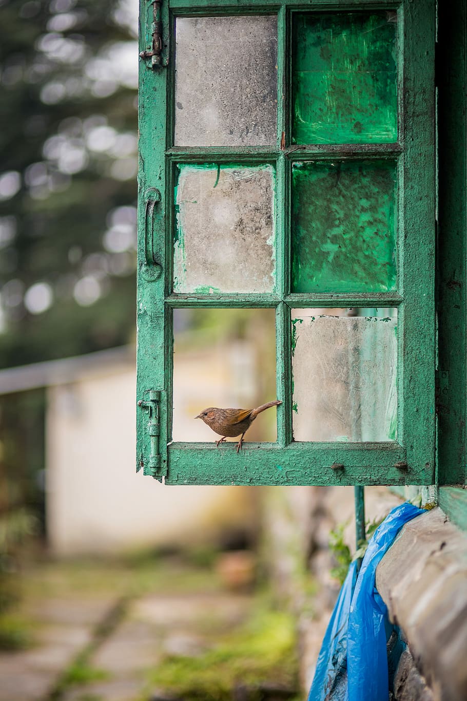 duidelijk, Glazen raam, groen, stalen frame, venster, vogel, montuur, glas, verf, vuil, tuin-, slot, bout, handvat, Open, dierlijke thema's, dier, dieren in het wild, één dier, dierenleven, dag, gewerveld, groene kleur, focus op de voorgrond, hout - materiaal, geen mensen, buitenshuis, ingebouwde structuur, architectuur, vogelvoeder, natuur, metaal, detailopname, turkoois gekleurd, dierenkop, 5K