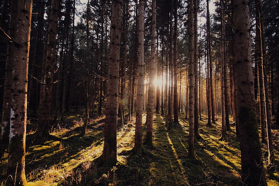 llum, alba, paisatge, naturalesa, bonic, conífera, medi ambient, bosc, herba, al matí, a l'aire lliure, parc, escènic, temporada, sol, llum solar, posta de sol, arbres, tronc, temps, boscos, arbre, terra, tronc de l'arbre, planta, tranquil·litat, bellesa a la natura, escenics - natura, escena tranquil·la, creixement, cap gent, escena no urbana, raig de sol, remot, arbre de coníferes, bosc de pi, pi, streaming, 4K