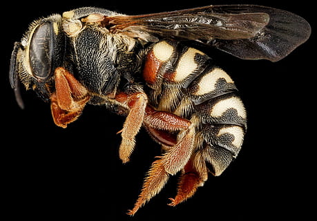 sort humle, bi, makro, insekt, natur, pollen, vinger, profil, bestøve, antenner, honning, monteret, dyreliv, portræt, du er geologisk undersøgelse, dyre temaer, et dyr, dyr, sort baggrund, studio skud, dyr i naturen, tæt på, hvirvelløse, ingen mennesker, indendørs, leddyr, zoologi, dyr kropsdel, skåret ud, hvirveldyr, høj vinkel visning, dyr øje, 2K, CC0, offentligt domæne, royaltyfrie