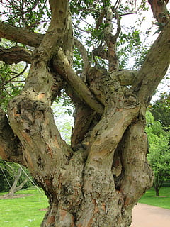 arbre, vell, tribu, registre, naturalesa, nodrit, fusta, planta, flora, Colònia, parc, tronc de l'arbre, dia, cap gent, creixement, tronc, tranquil·litat, branca, a l'aire lliure, terra, bellesa a la natura, centrar-se en primer pla, escorça, textura, primer pla, aspre, parc - l'home va fer espai, entrellaçats, 4K, CC0, domini públic, lliure de regalies