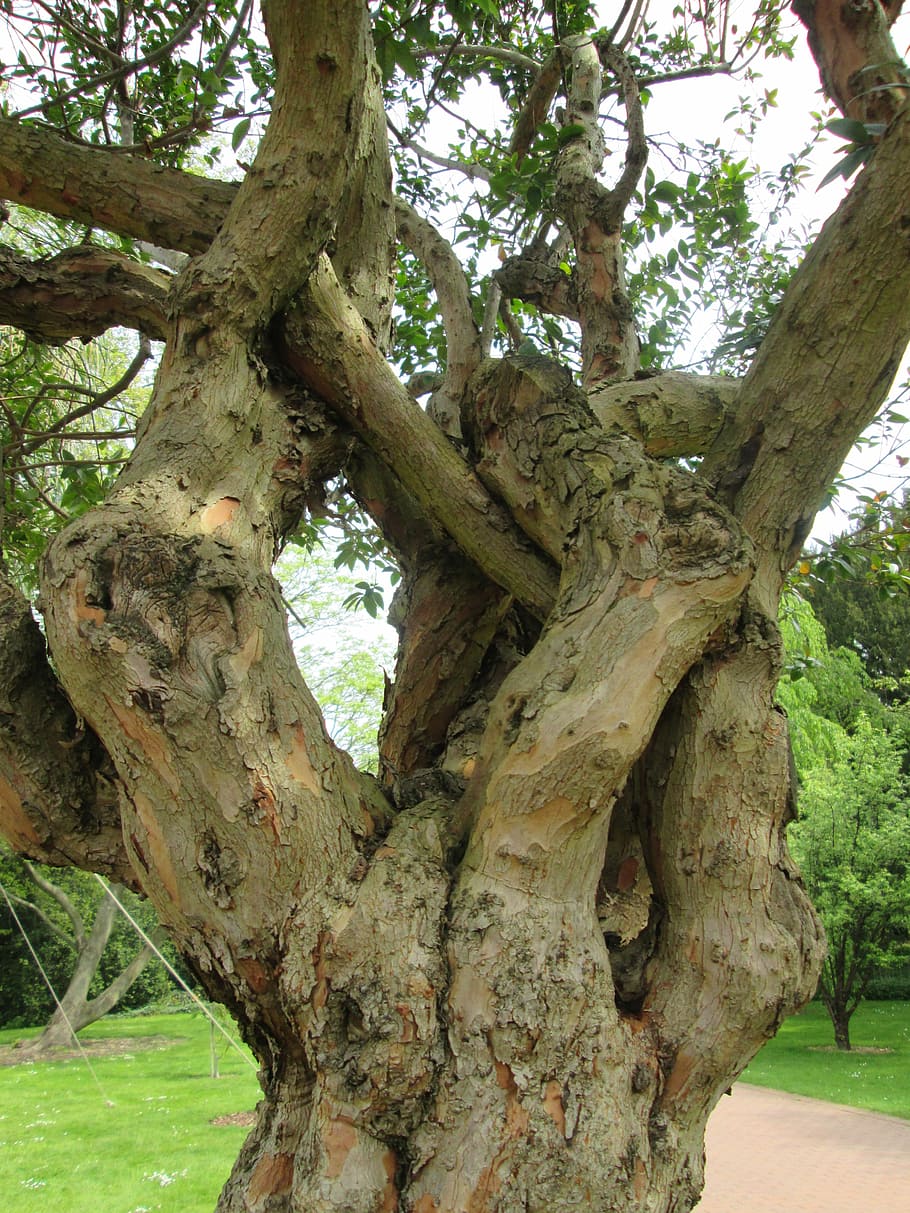 arbre, vell, tribu, registre, naturalesa, nodrit, fusta, planta, flora, Colònia, parc, tronc de l'arbre, dia, cap gent, creixement, tronc, tranquil·litat, branca, a l'aire lliure, terra, bellesa a la natura, centrar-se en primer pla, escorça, textura, primer pla, aspre, parc - l'home va fer espai, entrellaçats, 4K