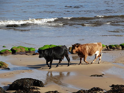 vaques, platja, mar, brora, terres altes de Escòcia, aigua, animal, temes d'animals, terra, mamífer, nacional, mascotes, animals domèstics, vertebrats, grup d’animals, naturalesa, onada, sorra, bestiar, moviment, dia, humit, cap gent, a l'aire lliure, herbívors, 5K, CC0, domini públic, lliure de regalies