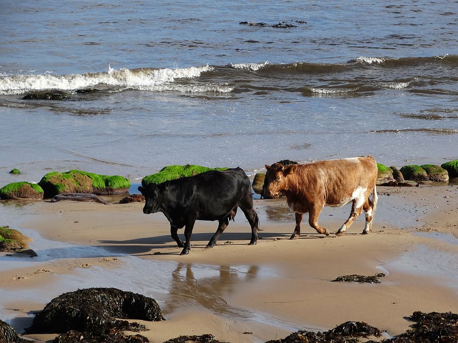vaques, platja, mar, brora, terres altes de Escòcia, aigua, animal, temes d'animals, terra, mamífer, nacional, mascotes, animals domèstics, vertebrats, grup d’animals, naturalesa, onada, sorra, bestiar, moviment, dia, humit, cap gent, a l'aire lliure, herbívors, 5K