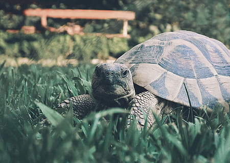 maro, broasca testoasa, verde, iarbă, timpul zilei, selectiv, focalizare fotografie, testoasa, grădină, coajă, târâtoare, animale sălbatice, animale tematice, animal, animale în sălbăticie, animale vertebrate, un animal, coajă de animale, tortoise shell, plantă, teren, nici o persoana, natură, camp, a închide, în aer liber, 4K, CC0, domeniu public, fără drepturi de autor