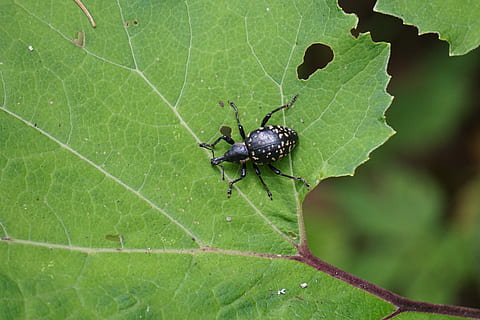 weevils, brouk, proboscis, Příroda, hmyz, zvíře, plazit se, tečkovaný, malý brouk, drobný, list, les, zahrada, stvoření, sonda, zelená barva, jednoho zvířete, zvířat, pavouk, rostlinné části, bezobratlý, zvířata ve volné přírodě, detail, nikdo, rostlina, listová žíla, den, venku, členovců, růst, pavoukovec, 5K, CC0, veřejná doména, bez autorských práv