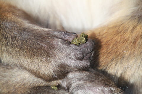Affe Hand, Hand, Finger, Affe, Berberaffe, Säugetier, Tier, Tierwelt, Fauna, schließen, Pelz, Lebensmittel, Essen, Tierfutter, behalten, Tierthemen, Tiere in freier Wildbahn, Primas, ein Tier, keine Leute, Wirbeltier, Nahansicht, Jungtier, Tierhaar, Tierkörperteil, Schlafen, Natur, draußen, Tierfamilie, Tierkopf, Pavian, 4K, CC0, gemeinfrei, lizenzfrei