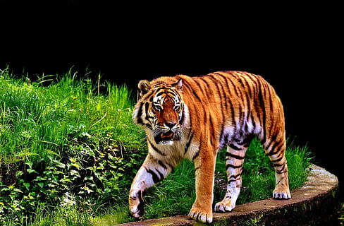 photography of tiger, tiger, predator, fur, beautiful, dangerous, cat, wildlife photography, animal world, tierpark hellabrunn, munich, one animal, animal wildlife, animals in the wild, striped, animal, walking, full length, grass, nature, animal themes, feline, big cat, mammal, vertebrate, carnivora, plant, no people, endangered species, outdoors, undomesticated cat, 2K, CC0, public domain, royalty free