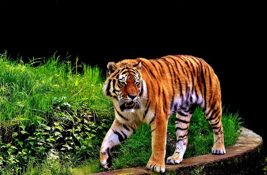 fotografie de tigru, tigru, prădător, blană, frumos, periculos, pisică, fotografie din fauna salbatica, lumea animalelor, tierpark hellabrunn, Munchen, un animal, animale sălbatice, animale în sălbăticie, in dungi, animal, mers, lungime totală, iarbă, natură, animale tematice, felin, pisica mare, mamifer, animale vertebrate, Carnivora, plantă, nici o persoana, specii pe cale de dispariție, în aer liber, pisică fără domesticire, 2K