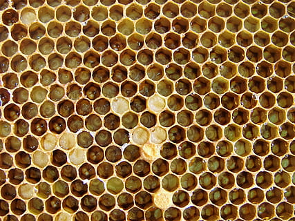 die Bienen, Larven, Schraffur, Insekt, Bienenwabe, Hintergründe, Muster, Bienenstock, Biene, Imkerei, Vollbild, keine Leute, Nahansicht, Tierthemen, Geometrische Figur, Hexagon, Schönheit in der Natur, Tiere in freier Wildbahn, wirbellos, Tierwelt, Tier, gestalten, Natur, 1080P, CC0, gemeinfrei, lizenzfrei