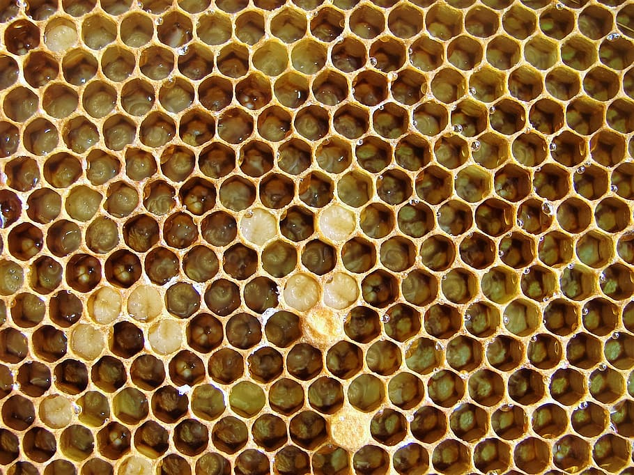 les abelles, larves, eclosió, insecte, bresca, fons, patró, rusc, abella, apicultura, marc complet, cap gent, primer pla, temes d'animals, forma geomètrica, hexàgon, bellesa a la natura, animals a la natura, invertebrat, fauna animal, animal, forma, naturalesa, 1080P