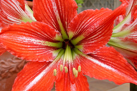 flower, red, nature, macro, flowering, chalices of flowers, flowering plant, close-up, freshness, flower head, petal, inflorescence, growth, plant, beauty in nature, fragility, vulnerability, pollen, day, no people, stamen, focus on foreground, sepal, 2K, CC0, public domain, royalty free
