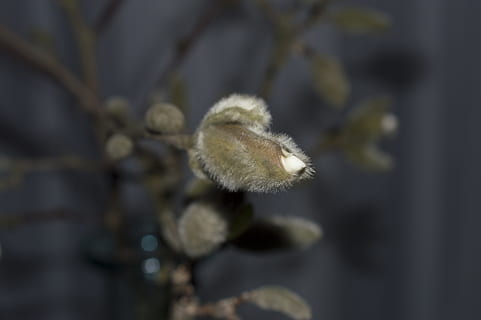 magnolia, blomst, knap, flor, blomster, plante, sårbarhed, tæt på, skrøbelighed, vækst, friskhed, ingen mennesker, skønhed i naturen, fokus på forgrunden, blomstrende plante, natur, hvid farve, selektiv fokusering, dag, fisse pil, udendørs, plantestamme, blødhed, nyt liv, 5K, CC0, offentligt domæne, royaltyfrie