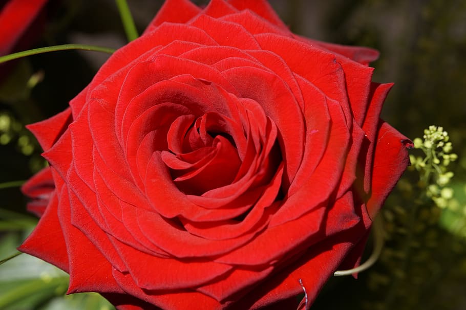 rosa, Rosa vermella, tancar, flor, vermell, florir, flor de roses, planta, romàntic, amor, casament, Sant Valentí, romanç, dia del casament, dia de Sant Valentí, afecte, símbol, T'estimo, relació, amants, casar-se, planta amb flors, pètal, bellesa a la natura, fragilitat, vulnerabilitat, primer pla, frescor, cap de flor, inflorescència, creixement, naturalesa, cap gent, centrar-se en primer pla, dia, a l'aire lliure, 5K