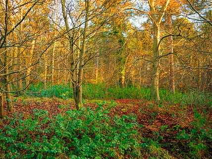 suffolk, vest, stow, høst, blad, natur, tre, skog, gul, årstid, utendørs, landskap, rød, oransje farge, multi farget, skjønnhet i naturen, anlegg, land, ro, vekst, naturskjønnhet - natur, rolig scene, endring, dag, ingen folk, ikke-urbane scene, plante del, 2K, CC0, offentlig domene, opphavsrett gratis