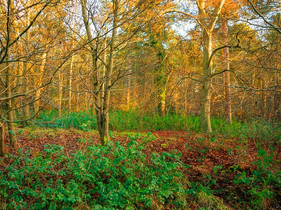 suffolk, oest, stow, tardor, full, naturalesa, arbre, bosc, groc, temporada, a l'aire lliure, paisatge, vermell, color taronja, multicolor, bellesa a la natura, planta, terra, tranquil·litat, creixement, escenics - natura, escena tranquil·la, canvi, dia, cap gent, escena no urbana, part de la planta, 2K