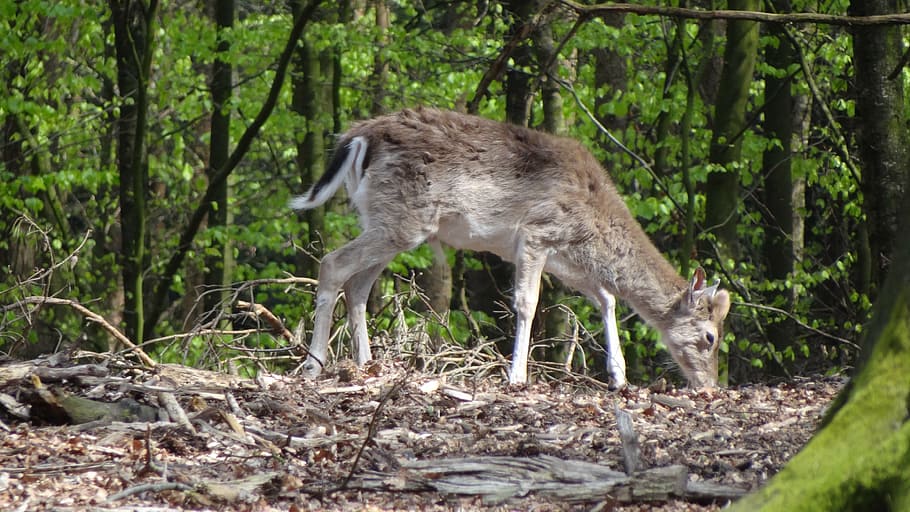 cabirol, bosc, cornamenta, cérvol, animal, hirsch, temes d'animals, fauna animal, animals a la natura, arbre, mamífer, terra, planta, vertebrats, naturalesa, de peu, cap gent, dia, animal jove, un animal, camp, cervatillo, a l'aire lliure, herbívors, família d’animals, 4K