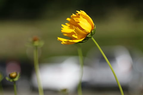 floare, galben, tijă, natură, floare galbenă, petală, albină, orhidee, maturizat, primăvară, margaretă, fuscia, grădină, plantă, dragoste, planta cu flori, fragilitate, vulnerabilitate, frumusețe în natură, prospeţime, a închide, creştere, cap de floare, inflorescenţă, să se concentreze asupra primelor elemente, plante stem, nici o persoana, zi, selectiv, în aer liber, sepală, 5K, CC0, domeniu public, fără drepturi de autor