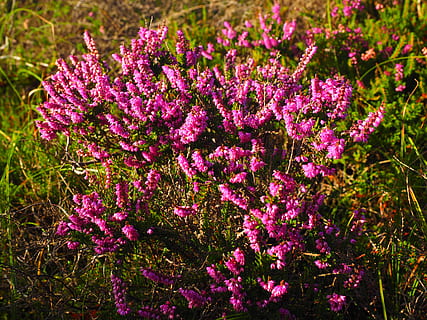bruc, heide, flors, rosa, calluna vulgaris, calluna, verd de bruc, ericàcies, heathland, arbust nan, flor, planta amb flors, planta, bellesa a la natura, creixement, frescor, vulnerabilitat, porpra, fragilitat, naturalesa, color rosa, cap gent, terra, primer pla, dia, camp, inflorescència, a l'aire lliure, cap de flor, primavera, lila, llit de flors, 4K, CC0, domini públic, lliure de regalies