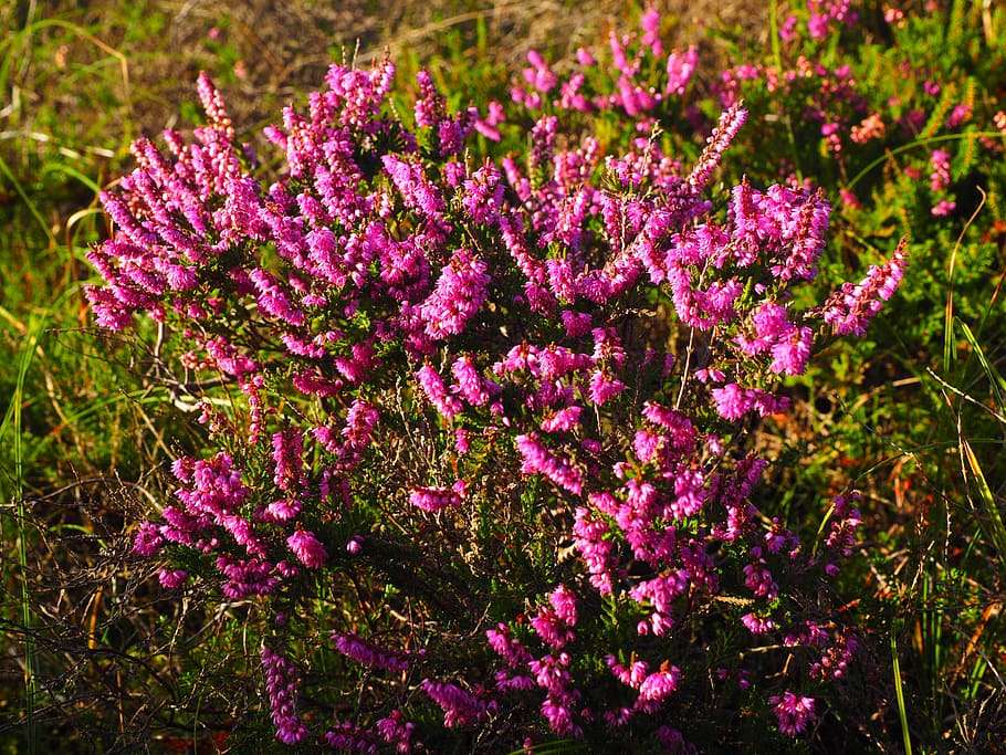 bruc, heide, flors, rosa, calluna vulgaris, calluna, verd de bruc, ericàcies, heathland, arbust nan, flor, planta amb flors, planta, bellesa a la natura, creixement, frescor, vulnerabilitat, porpra, fragilitat, naturalesa, color rosa, cap gent, terra, primer pla, dia, camp, inflorescència, a l'aire lliure, cap de flor, primavera, lila, llit de flors, 4K