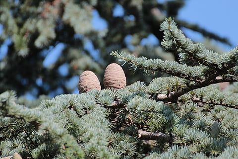 rubinetto, pigne, larice coni, conifera, larice larix, larice, estetico, albero, natura, ramo, inverno, foresta, Pino, albero di conifere, Abete, Natale, pianta, crescita, giorno, nessuno, bellezza nella natura, messa a fuoco selettiva, avvicinamento, Inquadratura dal basso, all'aperto, colore verde, freschezza, terra, la tranquillità, concentrarsi sulle conoscenze acquisite, pigna, 5K, CC0, dominio pubblico, privo di copyright