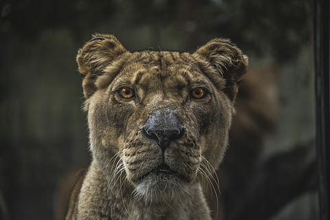leeuwin, dichtbij, foto, dag, detailopname, dier, leeuw, carnivoor, ongetemde kat, dieren in het wild, leeuw - katachtig, zoogdier, katachtig, grote kat, Afrika, dieren jagen, safari dieren, op zoek, natuur, één dier, dierenleven, focus op de voorgrond, portret, dierlijke thema's, kijkend naar de camera, dierlijke lichaamsdeel, dierenkop, geen mensen, kat, gewerveld, carnivora, snorhaar, dierlijk oog, 5K, CC0, publiek domein, royaltyvrij