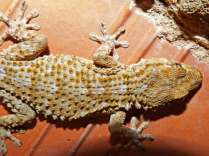 Gecko, balaur, târâtoare, textură, şopârlă, un animal, animale sălbatice, animale în sălbăticie, animale tematice, animal, nici o persoana, animale vertebrate, natură, zi, vedere în unghi mare, a închide, marcarea animalelor, cu balaurul dragonului, în aer liber, partea corpului animalului, lumina soarelui, montare pe perete, cap de animal, 2K, CC0, domeniu public, fără drepturi de autor