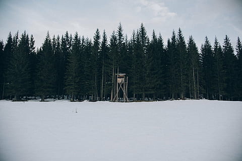 zelená, stromy, sněhové pole, les, lov, vydržet, venku, zimní, sníh, Studený, mráz, maskovat, studená teplota, strom, rostlina, scenics - příroda, krása v přírodě, přistát, Příroda, klid, klidné scény, nikdo, jehličnatého stromu, životní prostředí, nebe, borovice, bílá barva, mimoměstské scény, borové lesy, 1080P, CC0, veřejná doména, bez autorských práv