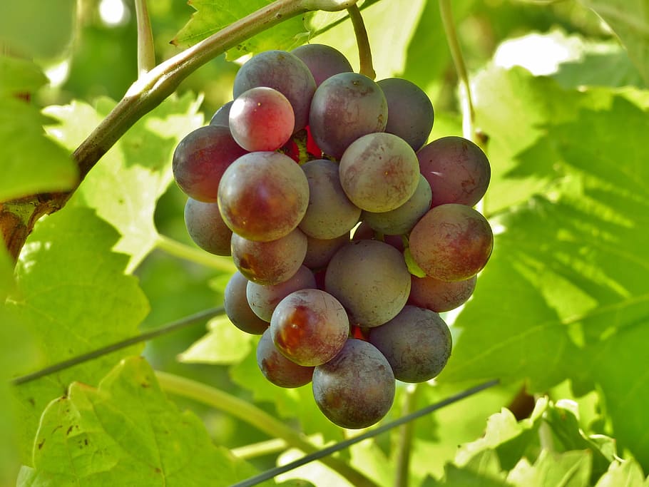 raim de raïm, raïm, vi, blau, tardor, viticultura, vinya, raïm blau, menjar i beguda, fruita, menjar, alimentació saludable, planta, full, frescor, creixement, benestar, part de la planta, arbre, agricultura, naturalesa, primer pla, munt, cap gent, dia, centrar-se en primer pla, madur, a l'aire lliure, elaboració de vins, 4K