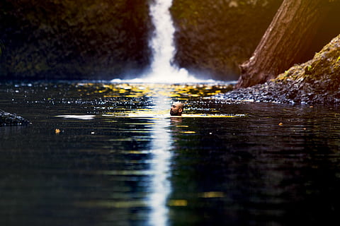 mand, svømning, vandfald pølse, legeme, vand, vandfald, sø, afspejling, svømme, person, hoved, blad, træ, lys, Skov, eaglecreek, Oregon, natur, bevægelse, havnefronten, dag, ingen mennesker, selektiv fokusering, udendørs, flod, skønhed i naturen, scenics - natur, dyr, dyre temaer, dyreliv, et dyr, ikke-urbane scene, flydende vand, overflade niveau, 4K, CC0, offentligt domæne, royaltyfrie