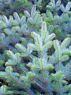 Fichte, Kiefer, Kiefernnadel, Blätter, Kiefer, Fichte, Natur, die blätter sind, Baum, Wald, Blau, Makro, Landschaft, hätten, Hintergrund, Tapeten, Truthahn, Pflanze, grüne Farbe, Nahansicht, Hintergründe, Blatt, alternative Medizin, keine Leute, Vollbild, Cannabis-Pflanze, Wachstum, Pflanzenteil, Schönheit in der Natur, draußen, Tag, Gesundheitswesen und Medizin, High Angle View, Essen und Trinken, Dattelpalme, natürliches Muster, Palmblatt, Plantage, 2K, CC0, gemeinfrei, lizenzfrei
