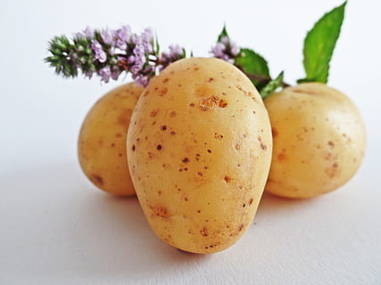tres papas marrones, papas, vegetales, campo, comer, bio, naturaleza, Bauer, agricultura, bienestar, frescura, comida, papa cruda, alimentación saludable, patata, foto de estudio, comida y bebida, planta, vegetal, nadie, adentro, de cerca, Fondo blanco, flor, centrarse en primer plano, naturaleza muerta, alimentos crudos, tubérculo, limpiar, 4K, CC0, dominio público, libre de derechos