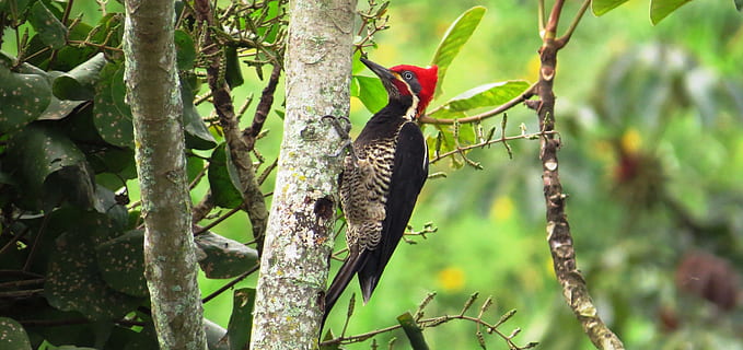 rot, schwarz, Specht, Baum, Stengel, Natur, Ave., Zimmermann, Vogel, Tierwelt, Tiere in freier Wildbahn, Tier, Tierthemen, Wirbeltier, ein Tier, Pflanze, Ast, keine Leute, hocken, Tag, Wald, grüne Farbe, Pflanzenteil, Reptil, draußen, Eidechse, Leguan, Regenwald, 4K, CC0, gemeinfrei, lizenzfrei