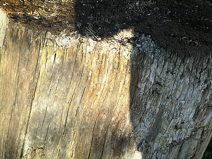 arbre, Strunk, monstre de l'arbre, sol, sun beschienen, cap gent, textura, dia, naturalesa, material de fusta, primer pla, a l'aire lliure, aspre, vista d’angle alt, marc complet, patró, tronc de l'arbre, tronc, llum solar, fons, arquitectura, aigua, humit, 4K, CC0, domini públic, lliure de regalies