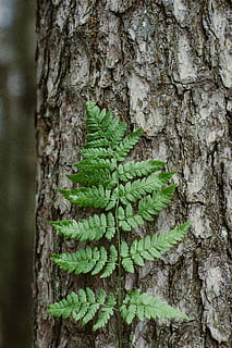 verd, fulla de fern de Boston, escorça d'arbre, fulles, tronc de l'arbre, arbre, escorça, full, planta, tronc, creixement, color verd, primer pla, textura, naturalesa, dia, cap gent, centrar-se en primer pla, bellesa a la natura, a l'aire lliure, part de la planta, patró natural, escorça de la planta, aspre, patró, liquen, 5K, CC0, domini públic, lliure de regalies