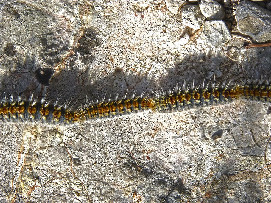 processional, plaga, eruga, pi, fila, animal, naturalesa, insecte, vida salvatge, animals a la natura, fauna animal, temes d'animals, primer pla, cap gent, un animal, invertebrat, dia, a l'aire lliure, vertebrats, vista d’angle alt, aigua, textura, rèptil, rock, 4K