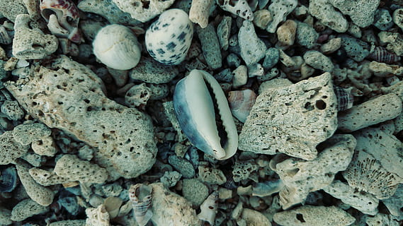 corral, skal, strand sand, kyst, calcium, sten-, struktur, desktop, mønster, tæt på, natur, stor gruppe af objekter, ingen mennesker, fuld ramme, dag, høj vinkel visning, jord, baggrunde, klippe, solid, strand, overflod, dyr, dyreliv, hav, tekstureret, skønhed i naturen, rullesten, marine, 5K, CC0, offentligt domæne, royaltyfrie