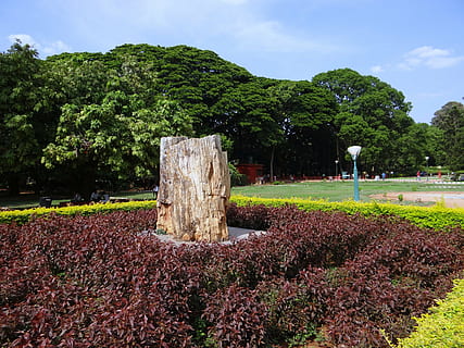 fossile, tronco d'albero, impietrito, albero, geologia, roccia, parco, Karnataka, India, pianta, crescita, natura, bellezza nella natura, la tranquillità, giorno, terra, cielo, colore verde, scena tranquilla, nessuno, campo, scenics - natura, fiore, pianta fiorita, all'aperto, nuvola - cielo, luce del sole, idilliaco, letto di fiori, 4K, CC0, dominio pubblico, privo di copyright