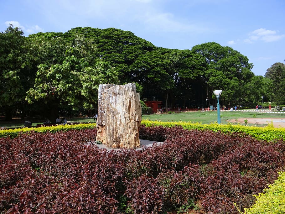 fòssil, tronc de l'arbre, petrificat, arbre, geologia, rock, parc, karnataka, Índia, planta, creixement, naturalesa, bellesa a la natura, tranquil·litat, dia, terra, cel, color verd, escena tranquil·la, cap gent, camp, escenics - natura, flor, planta amb flors, a l'aire lliure, núvol - cel, llum solar, idíl·lic, llit de flors, 4K