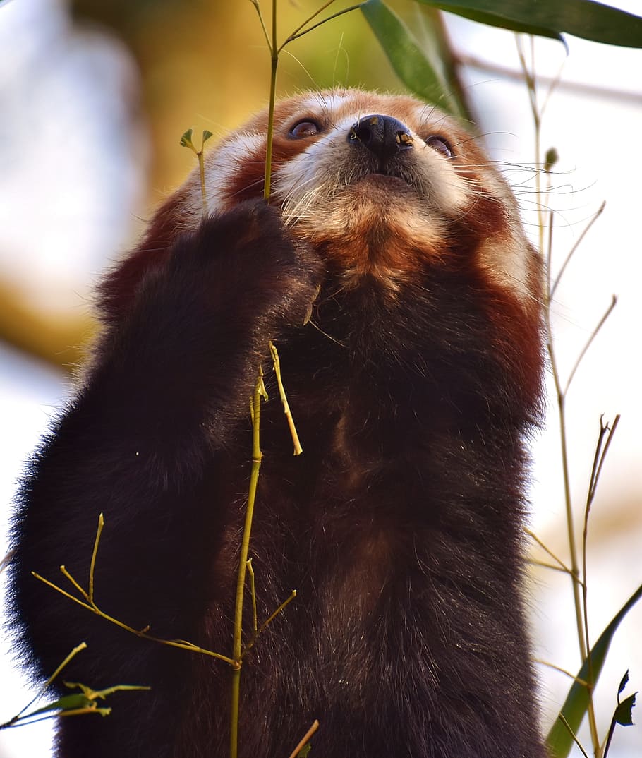 foto de primer pla, vermell, panda, panda vermell, portar gat, Guineu del foc, ailurus fulgens, depredador, mamífer, himalayas, Xina del sud-oest, Xina, gos d'or, zoo, hellabrunn, tierpark hellabrunn, munich, temes d'animals, animal, un animal, fauna animal, vertebrats, animals a la natura, cap gent, primer pla, centrar-se en primer pla, primat, mico, naturalesa, a l'aire lliure, dia, animals en captivitat, arbre, branca, planta, cap d’animals, bambú - planta, 2K