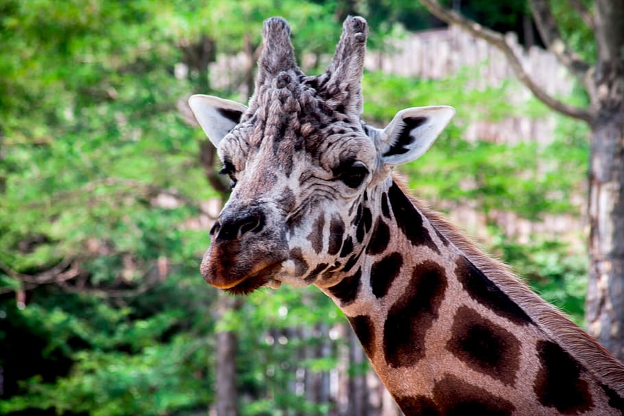 zoo, giraffa, macchiato, grande, animale, selvaggio, parco, safari, foresta, savana, mondo animale, vicino, natura, animali selvaggi, ritratto, estate, creatura, conservazione della natura, in via di estinzione, verde, fotografia naturalistica, temi animali, un animale, fauna selvatica, mammifero, animali allo stato selvatico, parte del corpo animale, nessuno, testa di animale, concentrarsi sulle conoscenze acquisite, avvicinamento, vertebrato, albero, pianta, collo animale, erbivoro, all'aperto, vista profilo, 2K