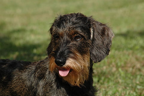 pelo duro, nero, abbronzatura, fotografia del primo piano del cane, cane, bassotto, linguaggio, un animale, canino, temi animali, domestico, animale, animali domestici, mammifero, vertebrato, ritratto, sporgendo la lingua, guardando la fotocamera, espressione facciale, parte del corpo animale, avvicinamento, nessuno, concentrarsi sulle conoscenze acquisite, testa di animale, giorno, lingua animale, ansimante, bocca aperta, bocca animale, 2K, CC0, dominio pubblico, privo di copyright