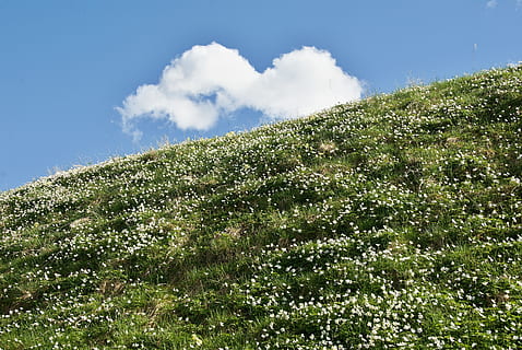 primavera, prat, núvol, prada de primavera, anemona de fusta, flors, prat de flors, flors silvestres, naturalesa, color verd, estiu, cel, blau, paisatge, a l'aire lliure, escenics, planta, cap gent, herba, núvol - cel, camp, escena rural, agricultura, dia, medi ambient, arbre, terra, bellesa a la natura, creixement, escenics - natura, turó, vista d’angle baix, bosc, pi, 4K, CC0, domini públic, lliure de regalies