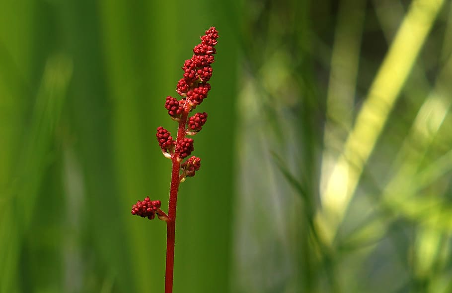 blühende Stiele, Bär, bärenartig, rot, Blume, Pflanze, blühen, Garten, schließen, Natur, Flora, Sommer-, Gartenpflanze, rote Stiele, Dunkelrot, Blumengarten, Frühling, Wachstum, Schönheit in der Natur, Fokus auf den Vordergrund, Nahansicht, keine Leute, grüne Farbe, blühende Pflanze, Tag, Pflanzenstamm, draußen, Frische, Land, Feld, Zerbrechlichkeit, Verletzlichkeit, Anfänge, 8K