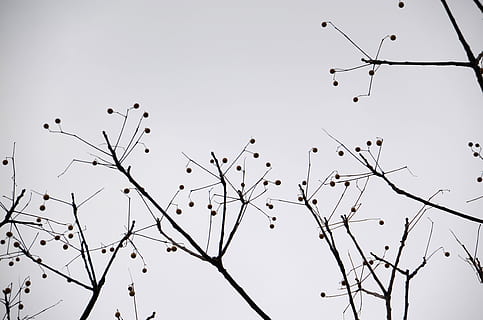silhuet, træ, grå, 陰, naturlig, himmel, landskabet, skyet dag, flyvende, baggrunde, ingen mennesker, fugl, natur, dag, afdeling, lav vinkel visning, dyr, dyre temaer, hvirveldyr, dyr i naturen, dyreliv, bare træ, skyfri himmel, plante, gruppe af dyr, skønhed i naturen, udendørs, flok af fugle, 4K, CC0, offentligt domæne, royaltyfrie