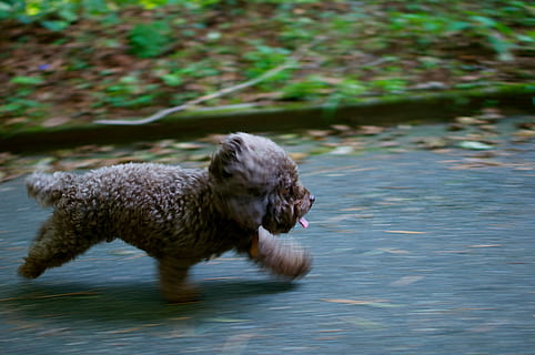 Castanho, baixo, revestido, cachorro, corrida, rua, dia, a rua, animal, mamífero, natureza, animais e animais de estimação, ao ar livre, animais selvagens, carnívoro, pele, um animal, animais em estado selvagem, temas animais, agua, vertebrado, lago, movimento, beira-mar, cão, canino, pets, doméstico, ninguém, 4K, CC0, domínio público, royalty free