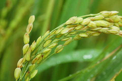Feld, Getreide, Feld, Korn, Pflanze, Landwirtschaft, Ernte, Wachstum, Getreidepflanze, Nahansicht, Essen und Trinken, grüne Farbe, Natur, Schönheit in der Natur, Lebensmittel, Fokus auf den Vordergrund, keine Leute, Frische, Weizen, ländliche Szene, Bauernhof, Pflanzenstamm, selektiver Fokus, draußen, Roggenkorn, Hafer - Ernte, 2K, CC0, gemeinfrei, lizenzfrei
