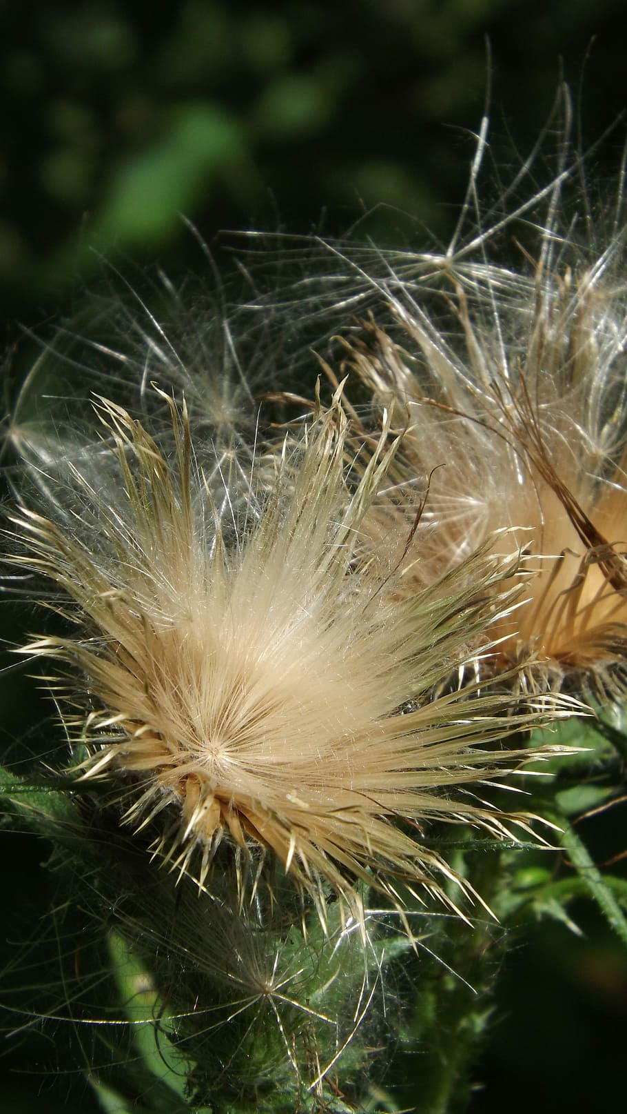 card, fluff, blanc, planta, llana de card, naturalesa, flor, verd, primavera, dent de lleó, creixement, primer pla, fragilitat, vulnerabilitat, planta amb flors, frescor, bellesa a la natura, dia, cap gent, centrar-se en primer pla, suavitat, enfocament selectiu, Color blanc, llavor de dent de lleó, inflorescència, llavor, a l'aire lliure, cap de flor, lleuger, 4K