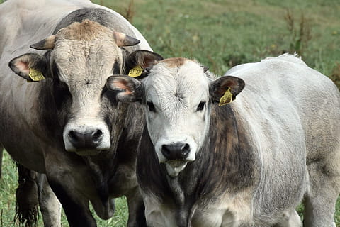 cops, stieren, vee, dier, dierlijke thema's, huisdieren, huiselijk, zoogdier, groep dieren, kijkend naar de camera, portret, gewerveld, geen mensen, landbouw, farm, natuur, buitenshuis, land-, dag, staand, plantenetend, kudde-, Stier, snuit, 1080P, CC0, publiek domein, royaltyvrij